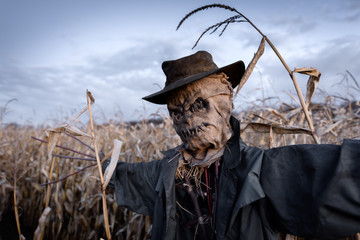 Scary scarecrow in hat in cornfield