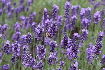 Obraz premium Flower Love