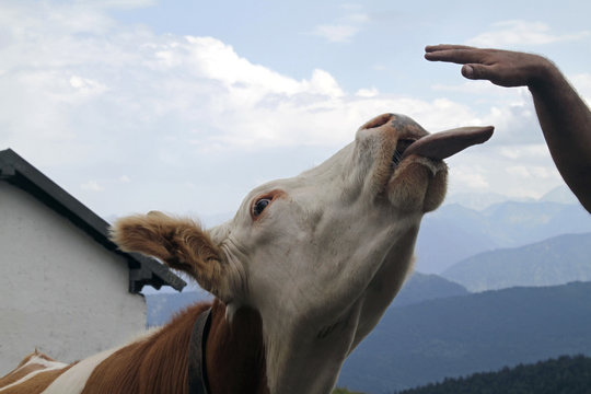 Funny moment with a aow with extended tongue in the alps
