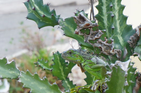 Iguana in cactus