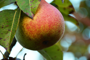 Ripe pear on a tree in the Carpathians