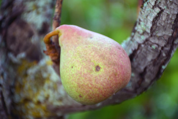 Ripe pear on a tree in the Carpathians