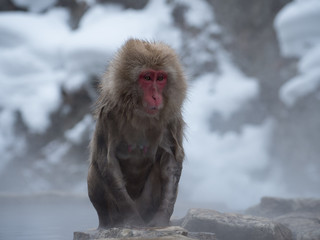 Obraz premium 地獄谷野猿公苑のお猿さん