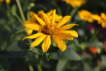 Flower Love