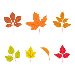 autumn leaves set, isolated on white background. vector ilustration