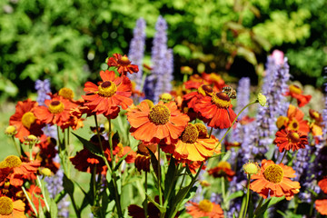 Helenium - Sonnenbraut und Ehrenpreis