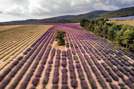 Lavender field summer