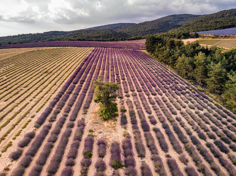 Lavender field summer