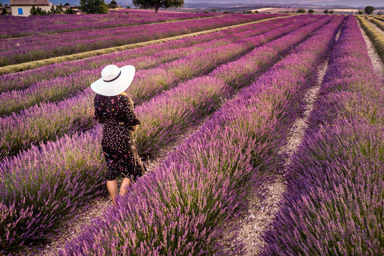 Lavender field summer