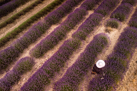 Lavender field summer