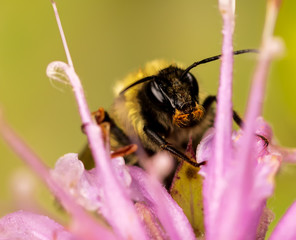 Bee Whiskers
