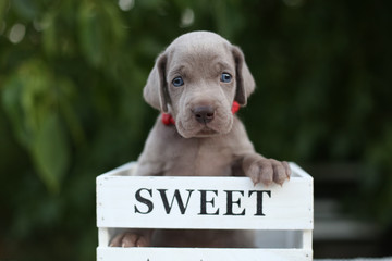 Słodki szczeniak wyżła w skrzynce © Anna