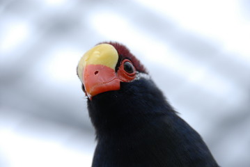 ニシムラサキエボシドリ