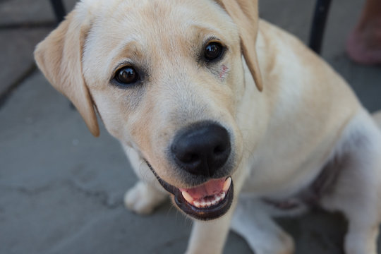 Portraits Of Yellow Lab Puppy, About Five Months Old