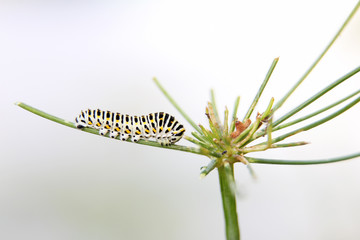 caterpillar of butterfly machaon, feeds on dill - fennel, side view