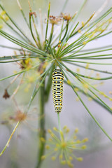 caterpillar of butterfly swallowtail - machaon, feeds on dill - fennel, top view, vertical frame