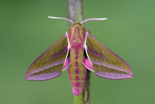 Elephant Hawk-moth on twig