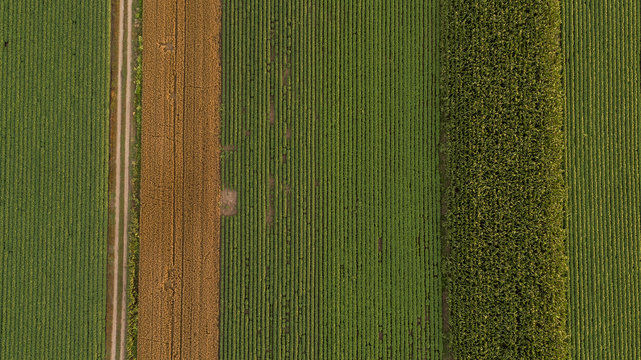 Serbia, Vojvodina, Aerial view of corn, wheat and soybean fields in the late summer afternoon