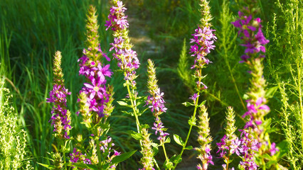 Beautiful purple flowers in the grass on the edge of the forest.