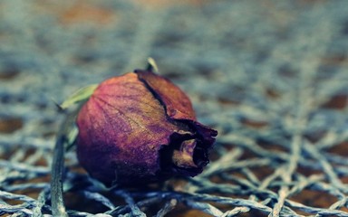 Dried red rose closeup on blur weave background vintage color tone style