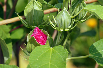 Rose Knospe Blüte eines Hibiskus Strauches © zeralein
