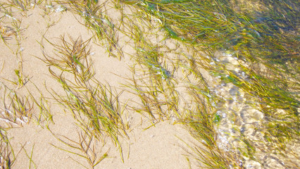 Green algae on the sand under the water.