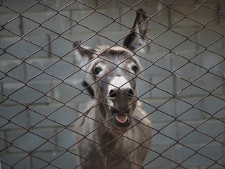 The donkey is behind the mesh fence. Symbol of the wrong attitude to animals.