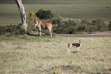 Антилопа канна или Эланд (Taurotragus oryx) / Газель Томсона или Томми (Thomson's gazelle / tommy)
