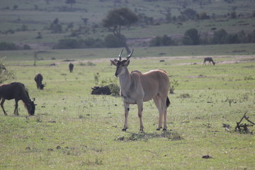 Антилопа канна или Эланд (Taurotragus oryx)