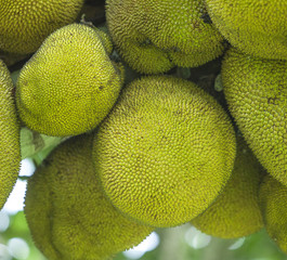 Jackfruit isolated