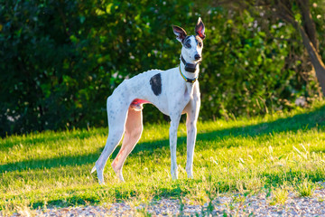 Greyhound (dog) of white color and black specks. With colorful necklace and with gps dogs. In a...
