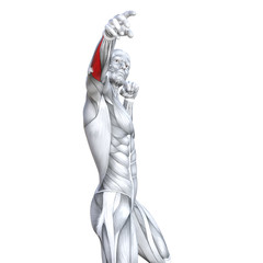 Obraz premium Concept conceptual 3D illustration chest fit strong human anatomy or anatomical and gym muscle isolated, white background for body health with tendons, abs, biological, fitness medical muscular system