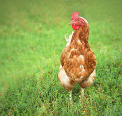 brown hen looking for food in the farm yard. Chickens. Free Range Cock and Hens
