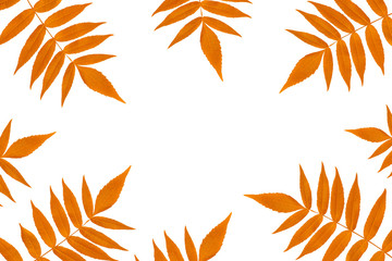 Frame from isolated on white background orange leaves. Minimal style. Copyspase