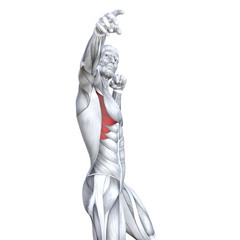 Obraz premium Concept conceptual 3D illustration chest fit strong human anatomy or anatomical and gym muscle isolated, white background for body health with tendons, abs, biological, fitness medical muscular system