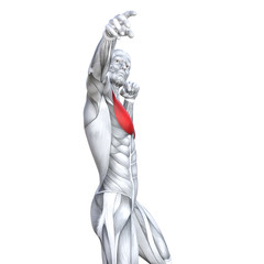 Obraz premium Concept conceptual 3D illustration chest fit strong human anatomy or anatomical and gym muscle isolated, white background for body health with tendons, abs, biological, fitness medical muscular system