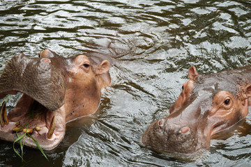 Hippos in the Water Eating grass with Mouth Open