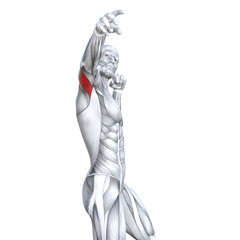 Concept conceptual 3D illustration chest fit strong human anatomy or anatomical and gym muscle isolated, white background for body health with tendons, abs, biological, fitness medical muscular system