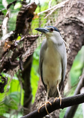 portrait of beautiful bird