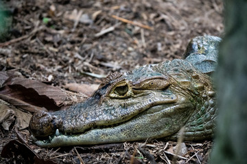 closeup of Big crocodiles in the zoo