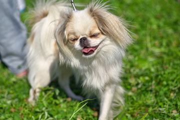Laughing little shaggy dog close-up
