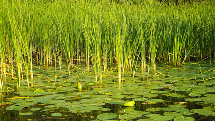 Beautiful reeds on the pond on a Sunny day.