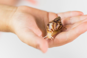 A snail is on the child's hand on a light background.