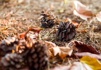 autumn pineapples and leaves on the floor with sunset light