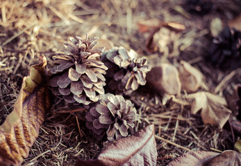 autumn pineapples and leaves on the floor detail