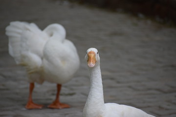 white duck