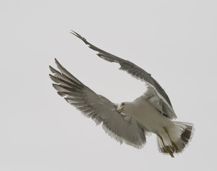Flying seagull over overcast sky.