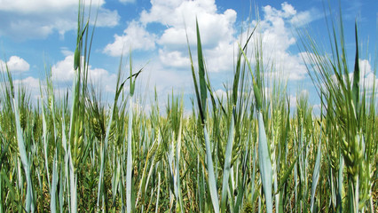 Beautiful ears of wheat against the blue sky.