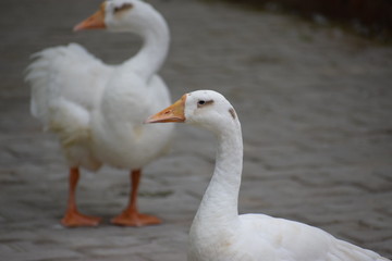 white duck