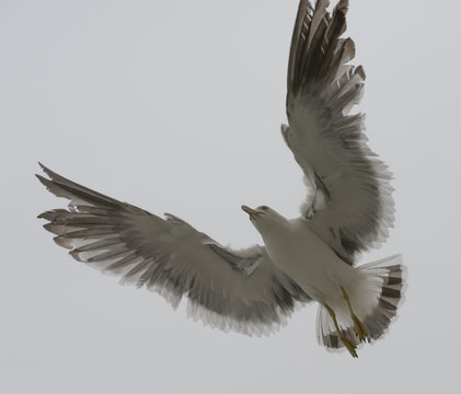 Flying seagull over overcast sky.